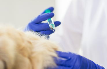 China veterinary drug comparative test requirements